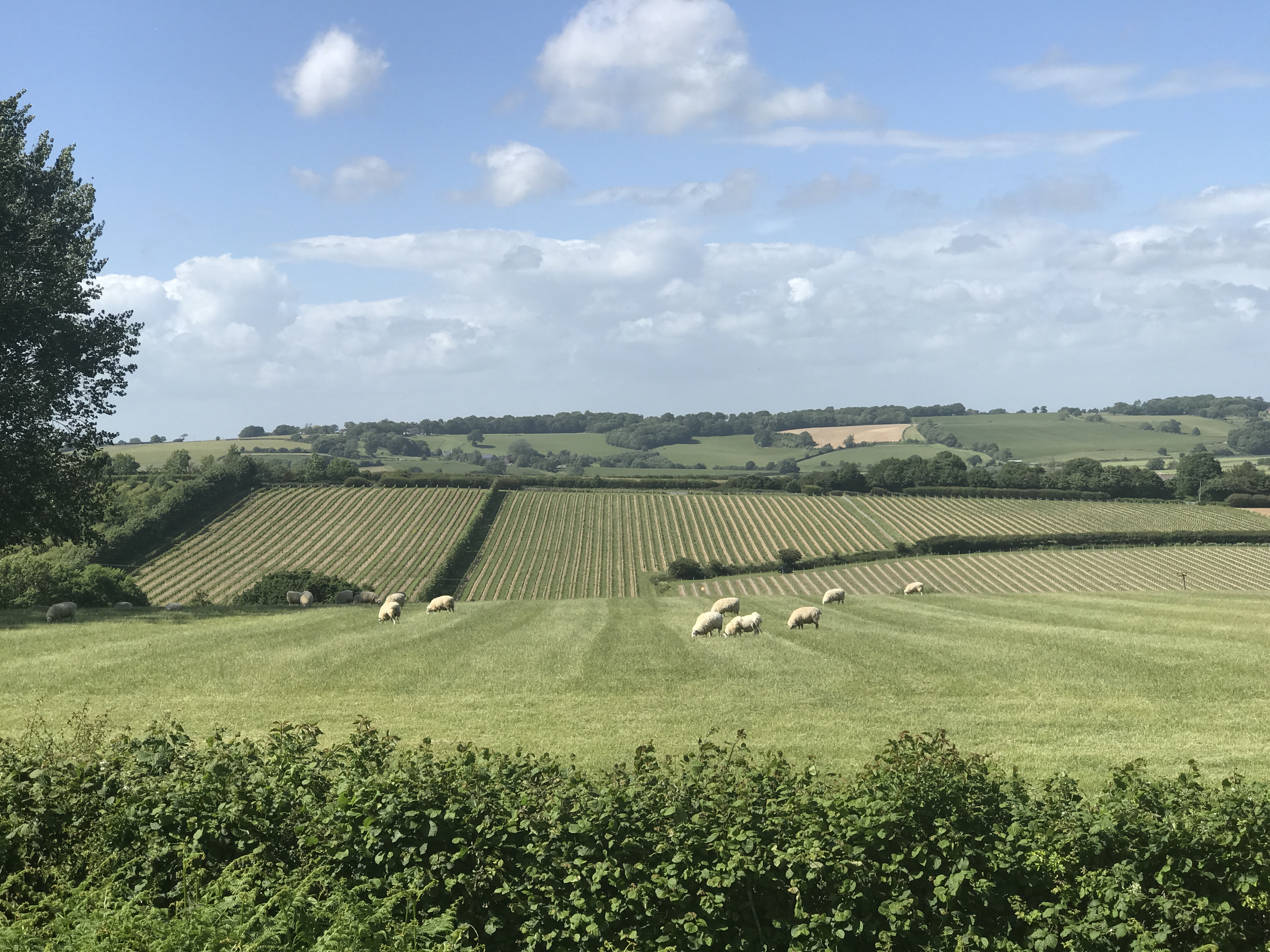 countryside view from charles palmer vineyard